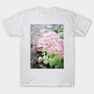 Stonecrop - Hylotelephium spectabile T-Shirt